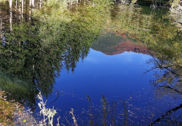 Ecosystem in FSC-certified forest in Valdarno, Italy